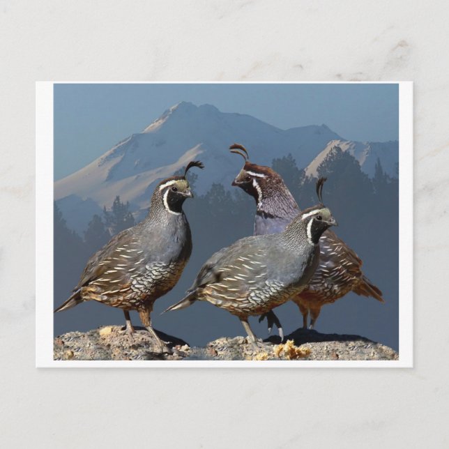 CARTE POSTALE TROIS COURRIER ET SHASTA (Devant)