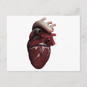 Carte Postale Trois Dimensions Du Coeur Humain, Droite