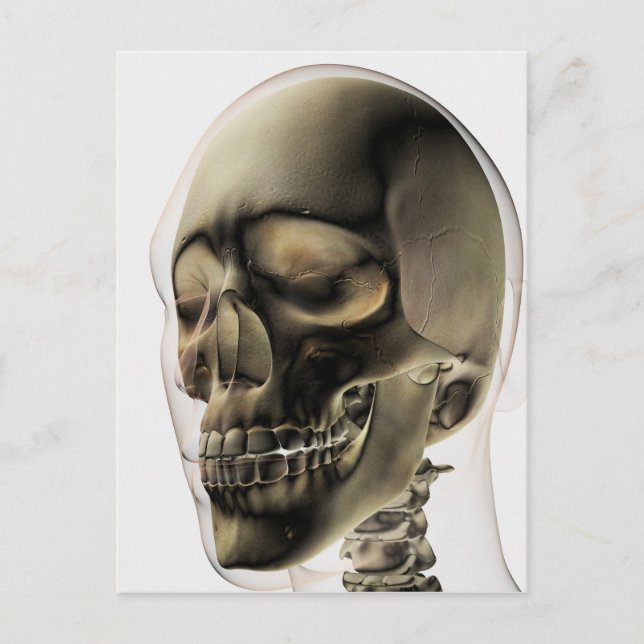 Carte Postale Trois Dimensions Du Crâne Humain Et Des Dents (Devant)
