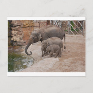 Carte Postale Trois éléphants