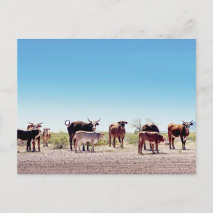 Carte Postale Trois familles de vache