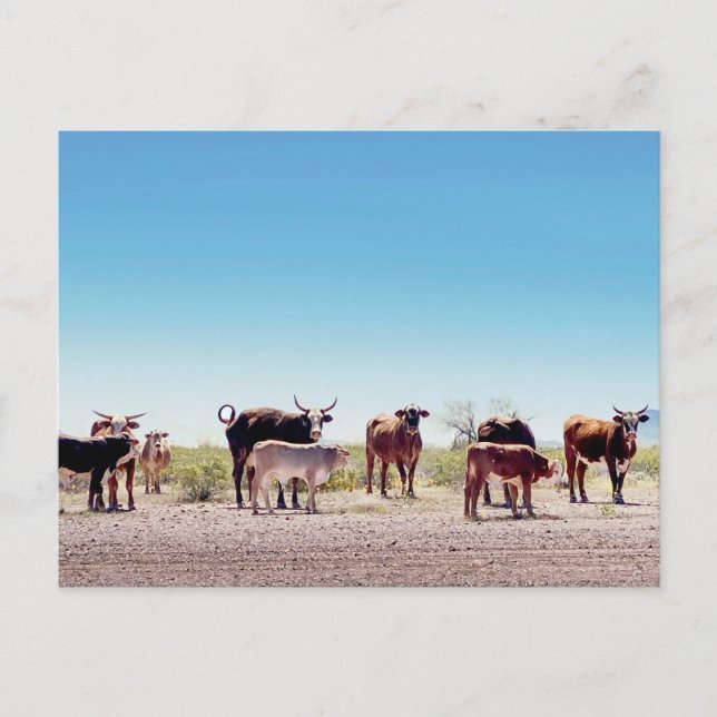 Carte Postale Trois familles de vache (Devant)