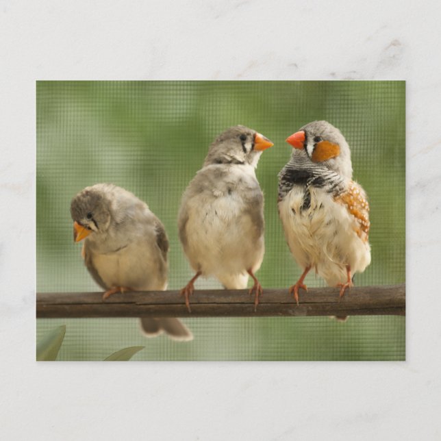 Carte Postale Trois Finches Perché Nature Photographie (Devant)