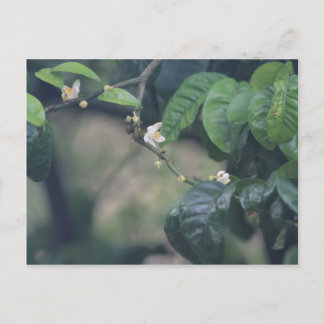Carte Postale Trois fleurs orange
