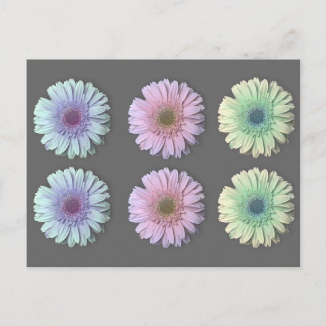 Carte Postale Trois Gerbera Daisy (Devant)