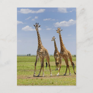 Carte Postale trois girafes masaïs, Giraffa camelopardalis