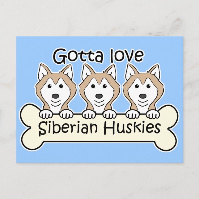 Carte Postale Trois Huskies sibériens (Devant)