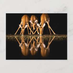 Carte Postale Trois impalas boivent ensemble la nuit