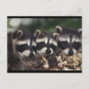 Carte Postale Trois jeunes ratons