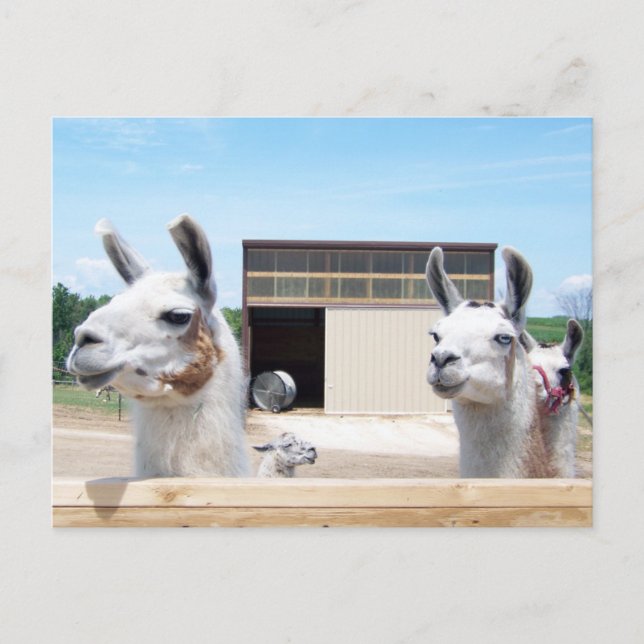 CARTE POSTALE TROIS LAMAS (Devant)