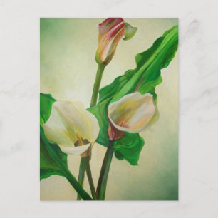 Carte Postale Trois Lys Calla Étonnant Botanique Acrylique