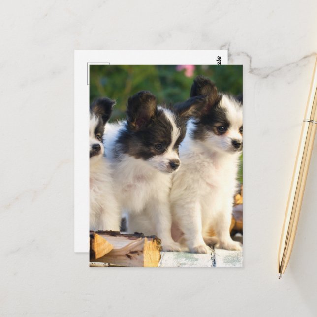 Carte Postale Trois mignonnes chiots papillon sur un banc de jar (Devant/Arrière en situation)