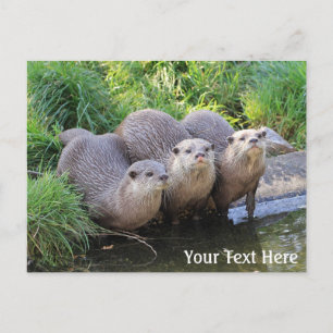 Carte Postale Trois mignonnes Otters Photographie de la faune