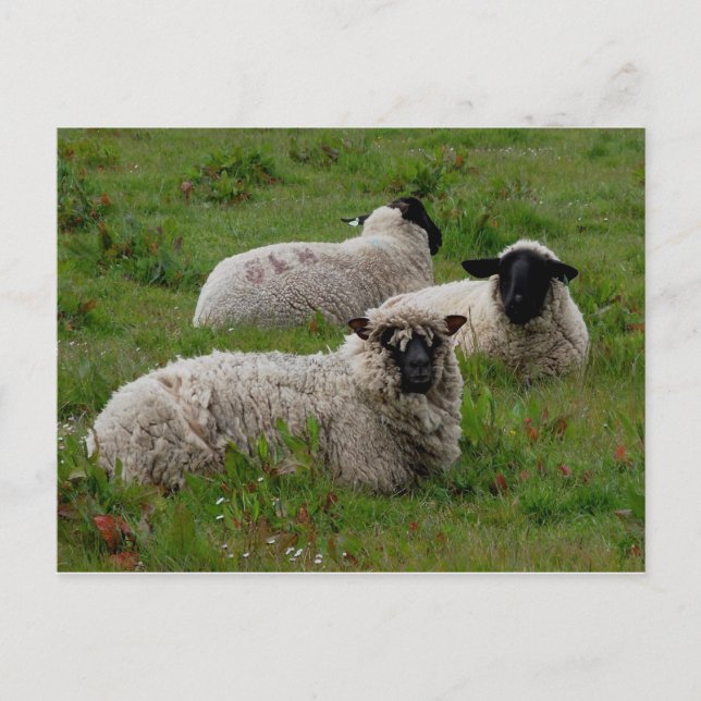 Carte Postale Trois moutons (Devant)