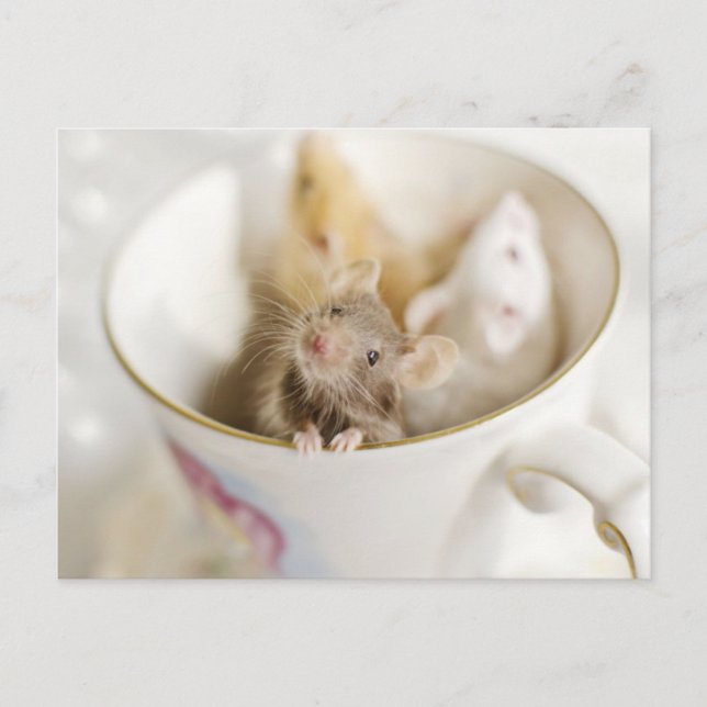 Carte Postale Trois petites souris (Devant)
