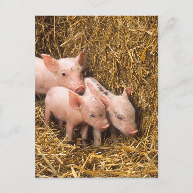 Carte Postale Trois petits cochons (Devant)