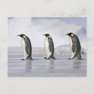 Carte Postale Trois pingouins empereurs, île de Snow Hill