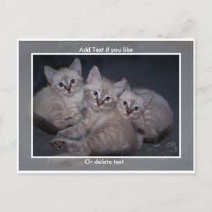 Carte postale Trois points Lynx Siamese Kittens