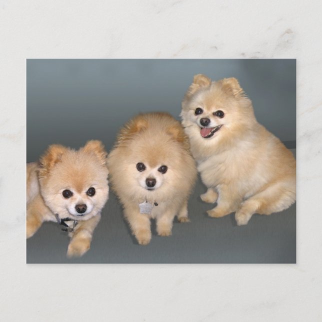 Carte postale Trois Poméraniens (Devant)