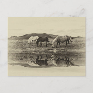 Carte Postale Trois poney`s