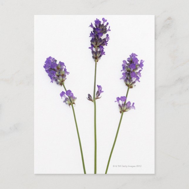 Carte Postale Trois tiges de fleurs de lavande violette anglaise (Devant)