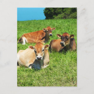 Carte Postale Trois vaches Jersey
