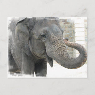 Carte postale trompette éléphant