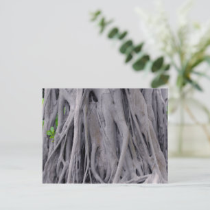 Carte Postale Tronc d'arbre de Banyan
