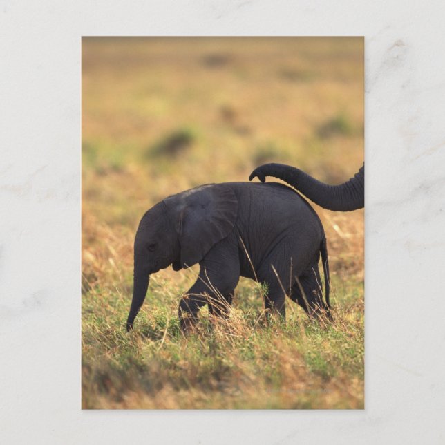 Carte Postale Tronc d'éléphant touchant la progéniture, Kenya, (Devant)