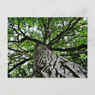 Carte Postale Tronc et branches noires en noyer