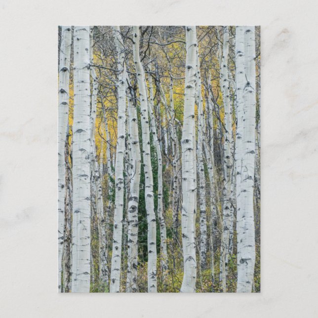 Carte Postale Troncs d'arbre d'Aspen | Aspen, Colorado (Devant)