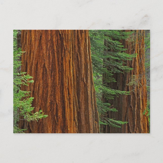 Carte Postale Troncs géants de Sequoia en forêt, Yosemite (Devant)