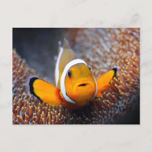 Carte Postale Tropcal reef fish (Devant)