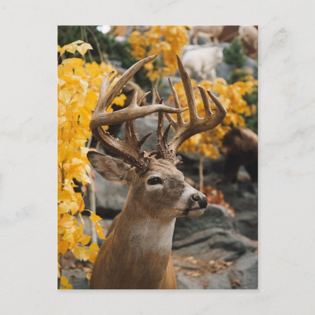 Carte Postale Trophée Deer (Devant)