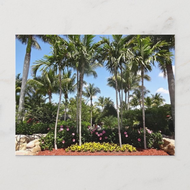Carte Postale Tropical Coconut Plantation Bonita Springs Floride (Devant)
