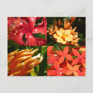 Carte Postale "Tropical Heat" Postcard