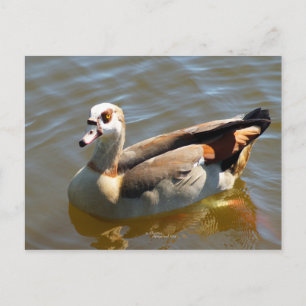 Carte postale Tropical Paradise Duck