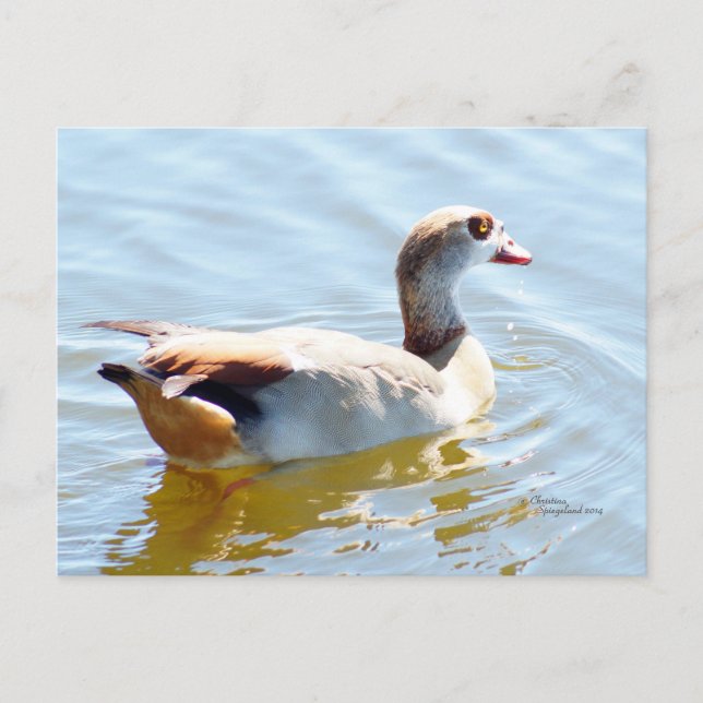 Carte postale Tropical Paradise Duck (Devant)
