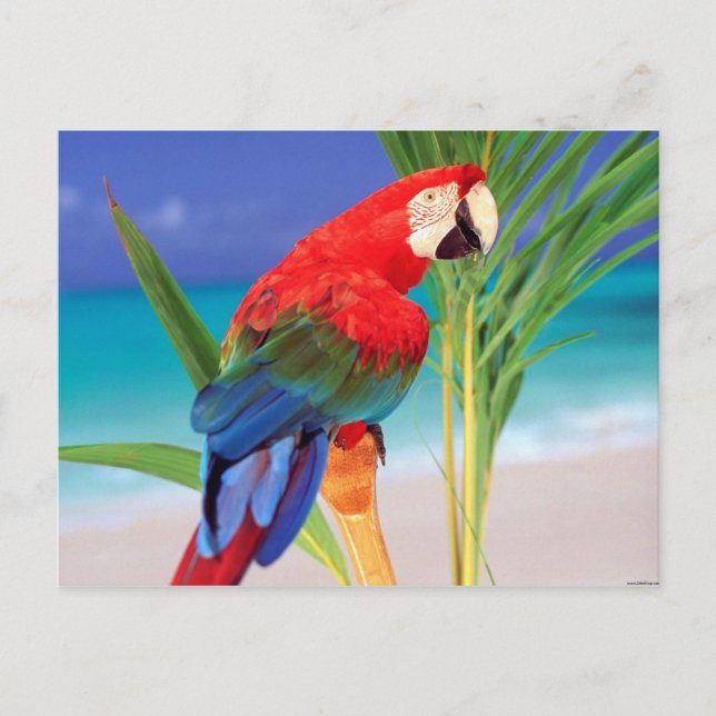 Carte Postale Tropical Scarlet Macaw (Devant)