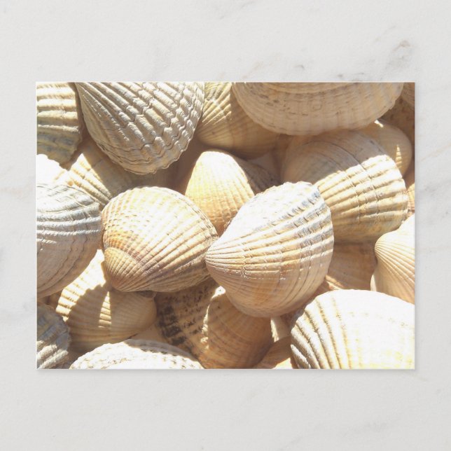 Carte Postale Tropical Sunny Sea Shells (Devant)