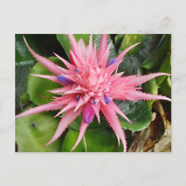 Carte postale tropicale de beauté (Devant)