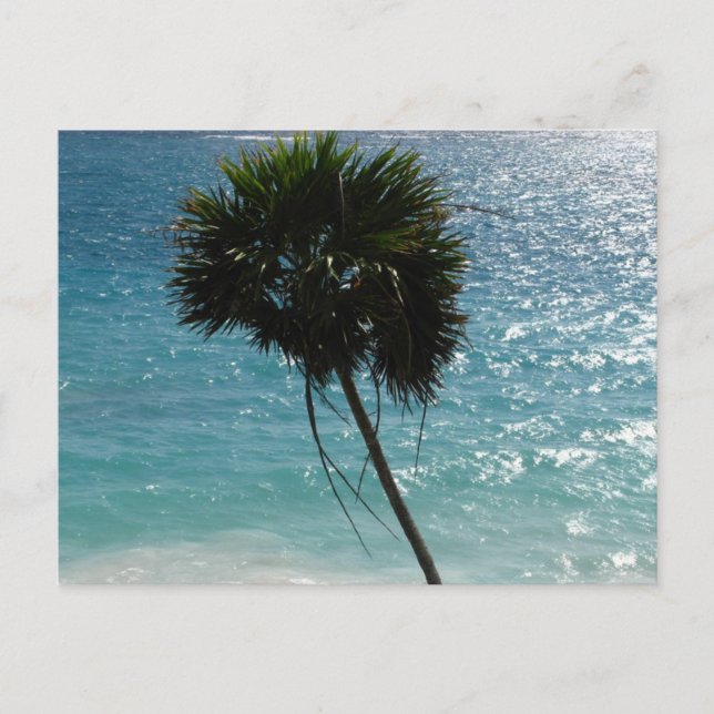 Carte postale tropicale de palmier de plage (Devant)