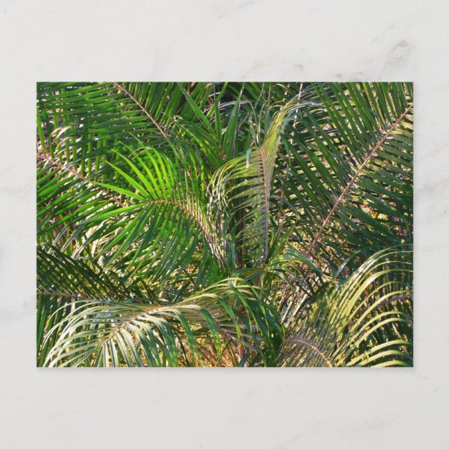 Carte Postale Tropique des contours de palmiers clairs du couche (Devant)