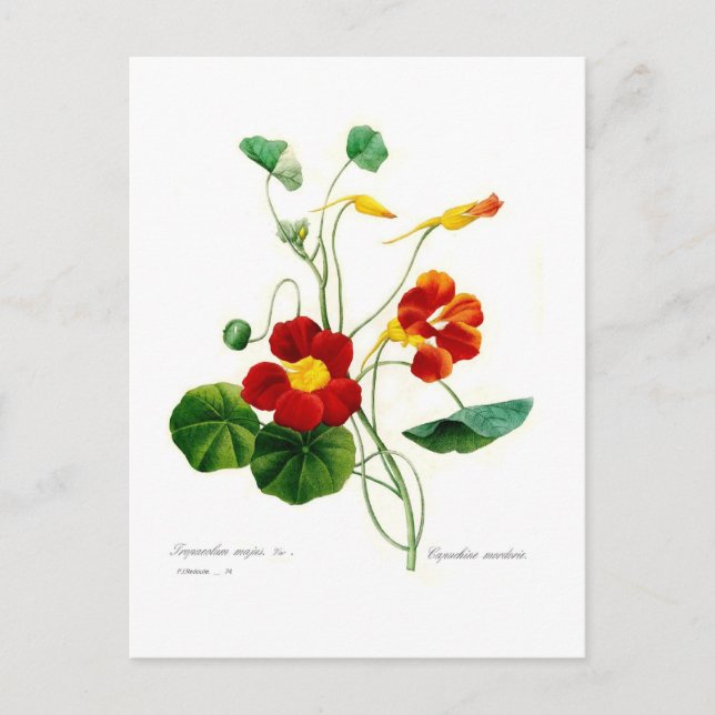 Carte Postale Tropoeolum majus(nasturtium) (Devant)