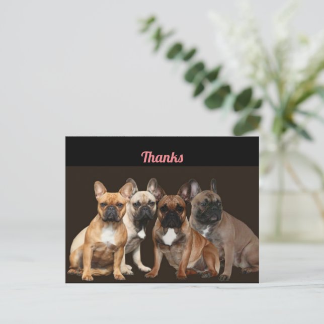 Carte Postale Troupeau de Bouledogue Français (Debout devant)