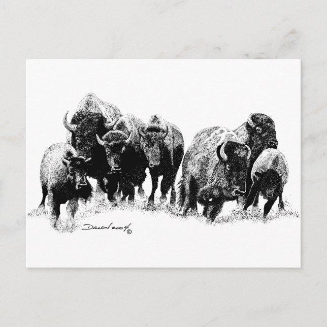 Carte Postale Troupeau de buffles (Devant)