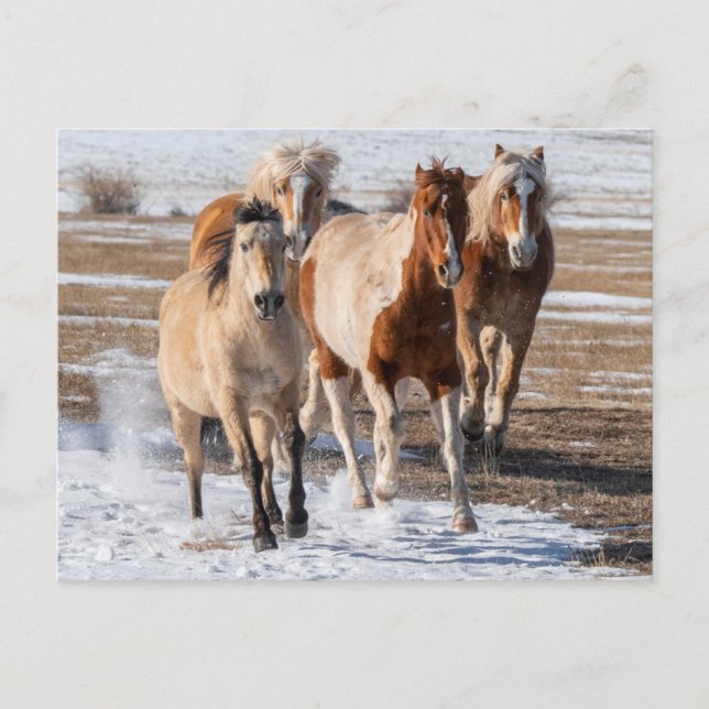 Carte Postale Troupeau de chevaux de races mixtes courant dans l (Devant)
