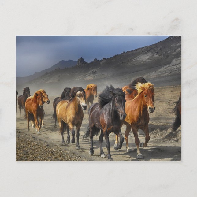 Carte Postale Troupeau de Chevaux noirs et Brown (Devant)