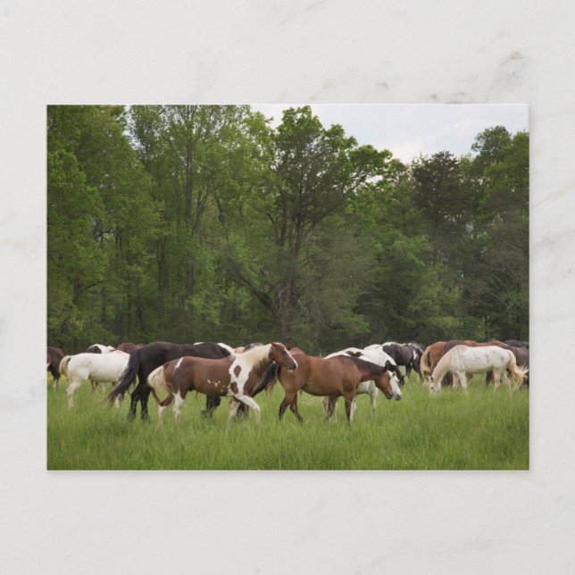 Carte Postale Troupeau de chevaux, Tennessee (Devant)