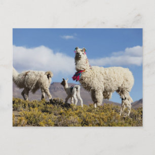 Carte Postale Troupeau de lama décoré dans les montagnes du Puna